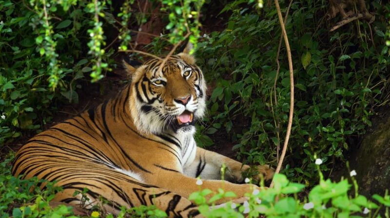 Bengal Tiger wildlife watching