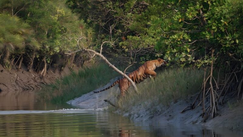 Spotting Bengal Tigers Sundarbans