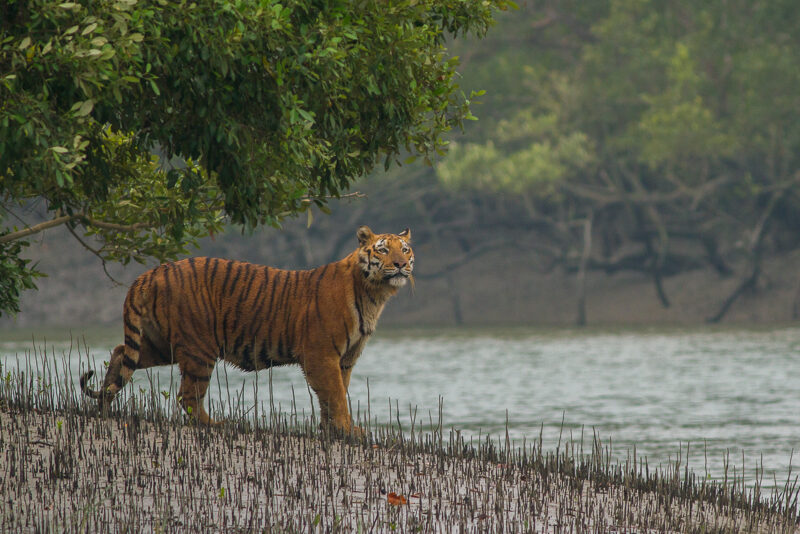 How to Spot the Bengal Tiger at Wildlife Watching in the Sundarbans